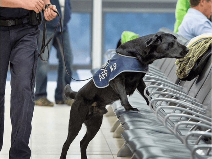Drug detection dog at daring airport