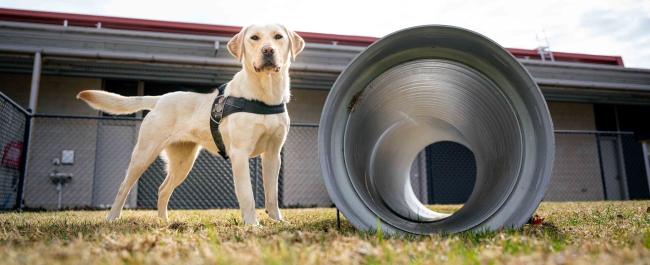 AFP Labrador posing on the grass